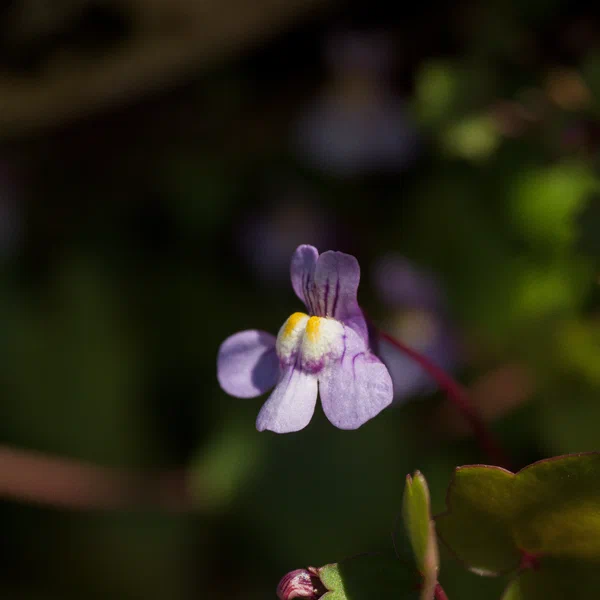 Cymbalaria