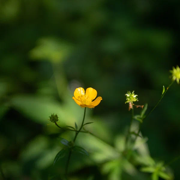 Downy Buttercup