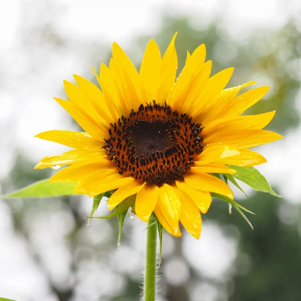 Giant Sunflower