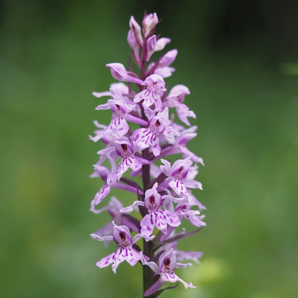 Keyflower