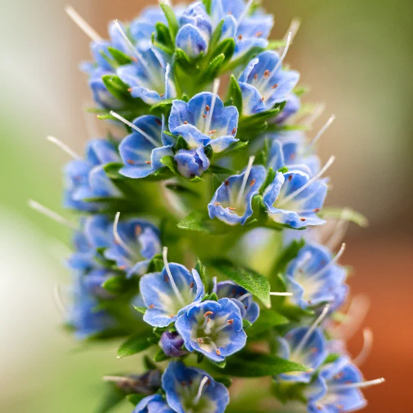 Pride Of Madeira