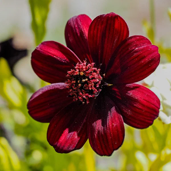 Red Composite