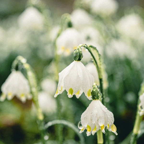 Spring Snowflake