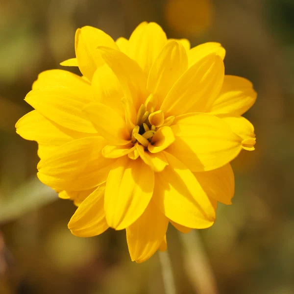 Yellow Composite