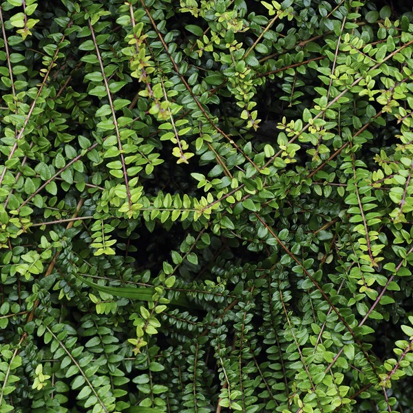 Green Weed Texture