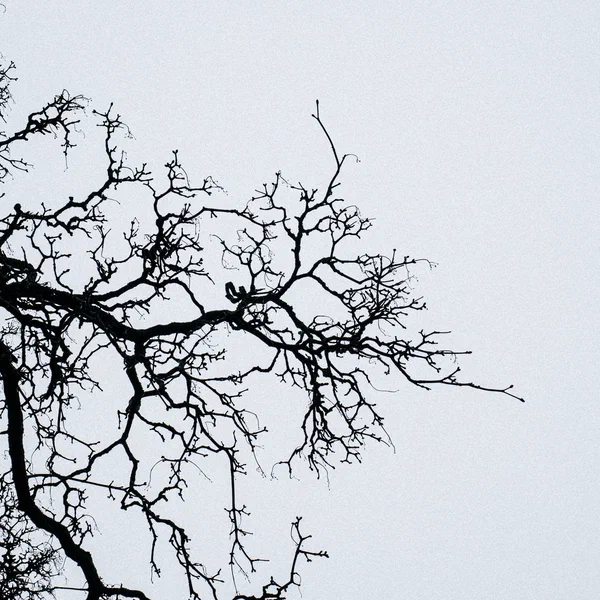 Tree Fractal