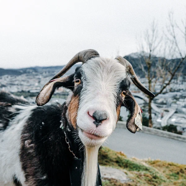 Funny Goat